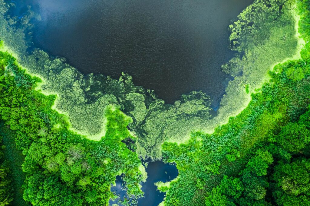 Algae Blooming - A MYKO GLOBAL energy source