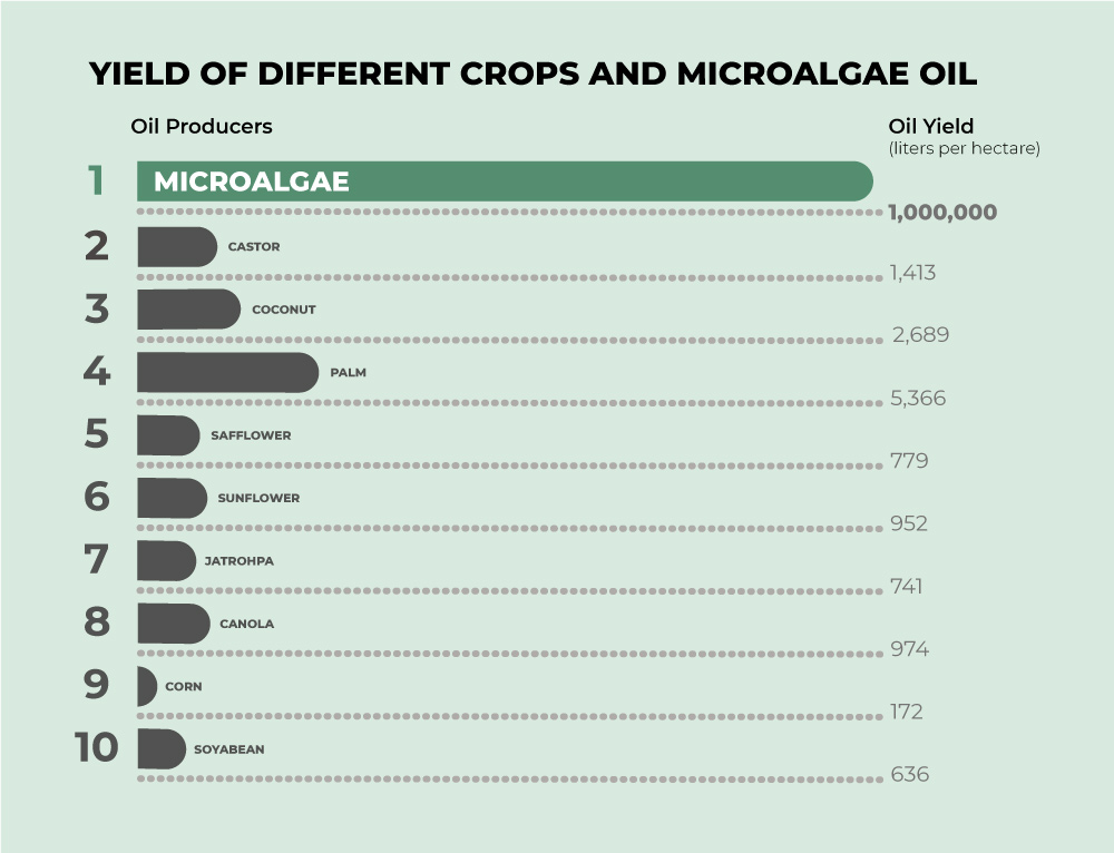 MYKO GLOBAL - Micro Algae Yield